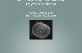 Mechanism of Light Acclimation in Marine Phytoplankton Uriel Aparicio Dr. Allen Milligan.
