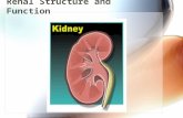 Renal Structure and Function. Introduction Main function of kidney is excretion of waste products (urea, uric acid, creatinine, etc). Other excretory.