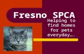 Fresno SPCA Helping to find homes for pets everyday….