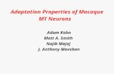 Adaptation Properties of Macaque MT Neurons Adam Kohn Matt A. Smith Najib Majaj J. Anthony Movshon.