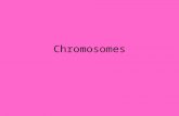 Chromosomes. Cytogenetics A subdiscipline within genetics Focuses on chromosome variations Abnormal number of copies of genes or chromosomes can lead.