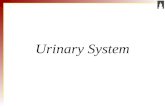Urinary System. Topics & Objectives 1. Kidney Anatomy Function 2. Glomerular filtration 3. Tubular reabsorption & secretion 4. Urine excretion & plasma.