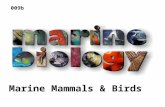 Marine Mammals & Birds 009b. Phylum Chordata Subphylum Vertebrata Class Reptilia Class Aves (birds) Class Mammalia.