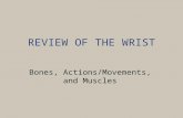 REVIEW OF THE WRIST Bones, Actions/Movements, and Muscles.