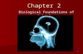 1 Chapter 2 Biological Foundations of Behavior. 2 Module 2.1 Neurons: The Body’s Wiring Its EVOLUTION!