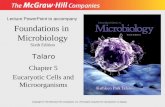 Foundations in Microbiology Sixth Edition Chapter 5 Eucaryotic Cells and Microorganisms Lecture PowerPoint to accompany Talaro Copyright © The McGraw-Hill.