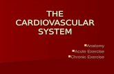 THE CARDIOVASCULAR SYSTEM Anatomy Anatomy Acute Exercise Acute Exercise Chronic Exercise Chronic Exercise.