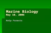 Marine Biology May 10, 2006 Kelp Forests. Phylum Chlorophyta: green algae  Chlorphylls are the main photopigments.