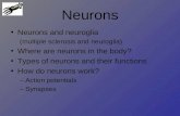 Neurons Neurons and neuroglia (multiple sclerosis and neuroglia) Where are neurons in the body? Types of neurons and their functions How do neurons work?