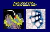 AGRICULTURAL BIOTECHNOLOGY. Stages of Biotechnology Development Ancient biotechnology early history as related to food and shelter; Includes domestication.
