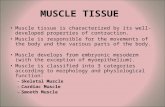 MUSCLE TISSUE Muscle tissue is characterized by its well- developed properties of contraction. Muscle is responsible for the movements of the body and.