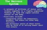 The Nervous System A network of billions of nerve cells linked together in a highly organized fashion to form the rapid control center of the body. Functions.