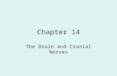Chapter 14 The Brain and Cranial Nerves. The Brain The Brain is part of Central Nervous System (CNS) It is divided into 6 major parts: –The cerebrum –The.