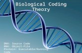 Biological Coding Theory DNA: Source Code RNA: Object-File Protein: Executable/Running Code.