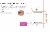 Use the diagram to label: 1.Sensory (afferent) neuron 2. Motor (efferent) neuron 3.CNS 4.PNS 5.Interneuron.
