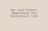 The Land Plants: Adaptation for Terrestrial life.