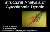 Structural Analysis of Cytoplasmic Dynein Marcus A. Chiodo Dr. Elisar Barbar Biochemistry and Biophysics Department.