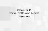 Chapter 2 Nerve Cells and Nerve Impulses. The Cells of the Nervous System The human nervous system is comprised of two kinds of cells: –Neurons –Glia.