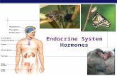 AP Biology 2007-2008 Endocrine System Hormones. AP Biology  Why are hormones needed?  chemical messages from one body part to another  communication.