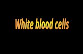 Definition White blood cells or leukocytes are cells of the immune system which defend the body against both infectous disease and foreign materials.