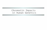 Chromatin Impacts in Human Genetics. Chromatin-mediated influences Gametic (parental) imprinting Regulation of gene expression Developmental programming.