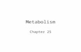 Metabolism Chapter 25. Essential Nutrients 45 – 50 molecules must be ingested. This includes representatives from the 4 major organic molecule groups,