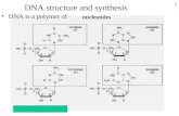 1 DNA structure and synthesis DNA is a polymer of nucleotides.