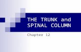 THE TRUNK and SPINAL COLUMN Chapter 12. Bones of the Spinal Column 33 bones, 24 are flexible A. Cervical - 7 B. Thoracic - 12 C. Lumbar - 5 D. Sacrum.