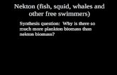 Nekton (fish, squid, whales and other free swimmers) Synthesis question: Why is there so much more plankton biomass than nekton biomass?