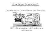 SHP – Neurobiology of Development and Disease How Now Mad Cow? Introduction to Prion Disease and Function.