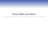 From DNA to Protein. Proteins  All proteins consist of polypeptide chains A linear sequence of amino acids  Each chain corresponds to the nucleotide.
