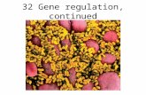 32 Gene regulation, continued. Lecture Outline 11/21/05 Review the operon concept –Repressible operons (e.g. trp) –Inducible operons (e.g. lac) Positive.