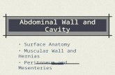 Abdominal Wall and Cavity Surface Anatomy Muscular Wall and Hernias Peritoneum and Mesenteries.