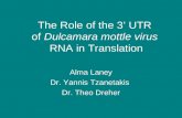 The Role of the 3’ UTR of Dulcamara mottle virus RNA in Translation Alma Laney Dr. Yannis Tzanetakis Dr. Theo Dreher.
