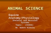 ANIMAL SCIENCE Skeletal and Muscular Systems Topic: (3184A) Ms. Nadene Blakeley Equine Anatomy/Physiology.