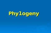 Phylogeny. Reconstructing a phylogeny  The phylogenetic tree (phylogeny) describes the evolutionary relationships between the studied data  The data.