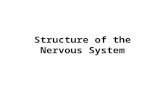 Structure of the Nervous System. Organization of the Nervous System Nervous system can be classified in terms of information flow: Afferent neurons (sensory.