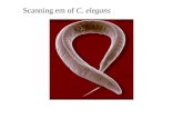 Scanning em of C. elegans. Crawl movie Fly-in movie.