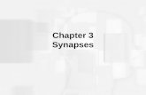 Chapter 3 Synapses. The Concept of the Synapse Neurons communicate by transmitting chemicals at junctions called “synapses” In 1906, Charles Scott Sherrington.