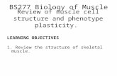 Review of muscle cell structure and phenotype plasticity. LEARNING OBJECTIVES 1. Review the structure of skeletal muscle. BS277 Biology of Muscle.
