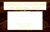 Spatial variation in autumn leaf color Matt Hinckley EDTEP 586 Autumn 2003.