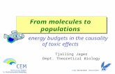 From molecules to populations energy budgets in the causality of toxic effects Tjalling Jager Dept. Theoretical Biology.