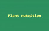 Plant nutrition. Plant Nutrition 1. What is meant by “plant nutrition” 2. The chemical elements required by plants 3. How plants take up mineral elements.