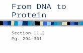 From DNA to Protein Section 11.2 Pg. 294-301. There are 3 types of RNA: 1. messenger RNA (mRNA) – The RNA that brings information from the DNA in the.