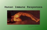 1 Human Immune Responses hbruegg/ct/start.htm.
