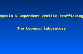 Myosin 5 Dependent Vesicle Trafficking The Leonard Laboratory.