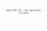 ANATOMY OF THE NERVOUS SYSTEM. The entire nervous system can be divided into two parts: 1- Central nervous system (CNS) –includes the brain and spinal.