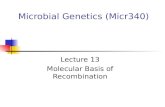 Microbial Genetics (Micr340) Lecture 13 Molecular Basis of Recombination.