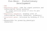 Evo-Devo: Evolutionary Development DNA Regulatory genes: code for signal proteins and transcription factor proteins – SP: target particular groups of cells.