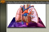 The Respiratory System Pulmonary Anatomy and Physiology Chapter 15: 393-423.